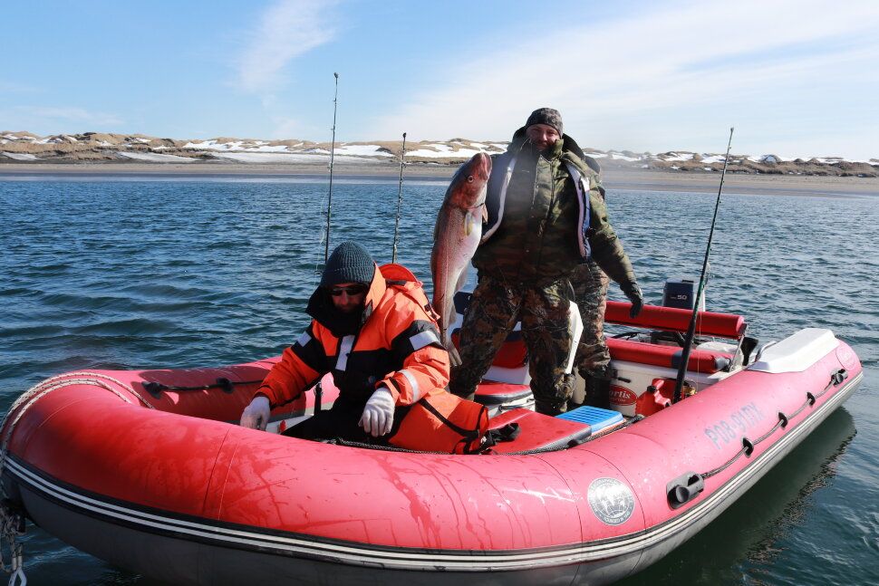 CAT Fortis 490 CAT Fortis 490